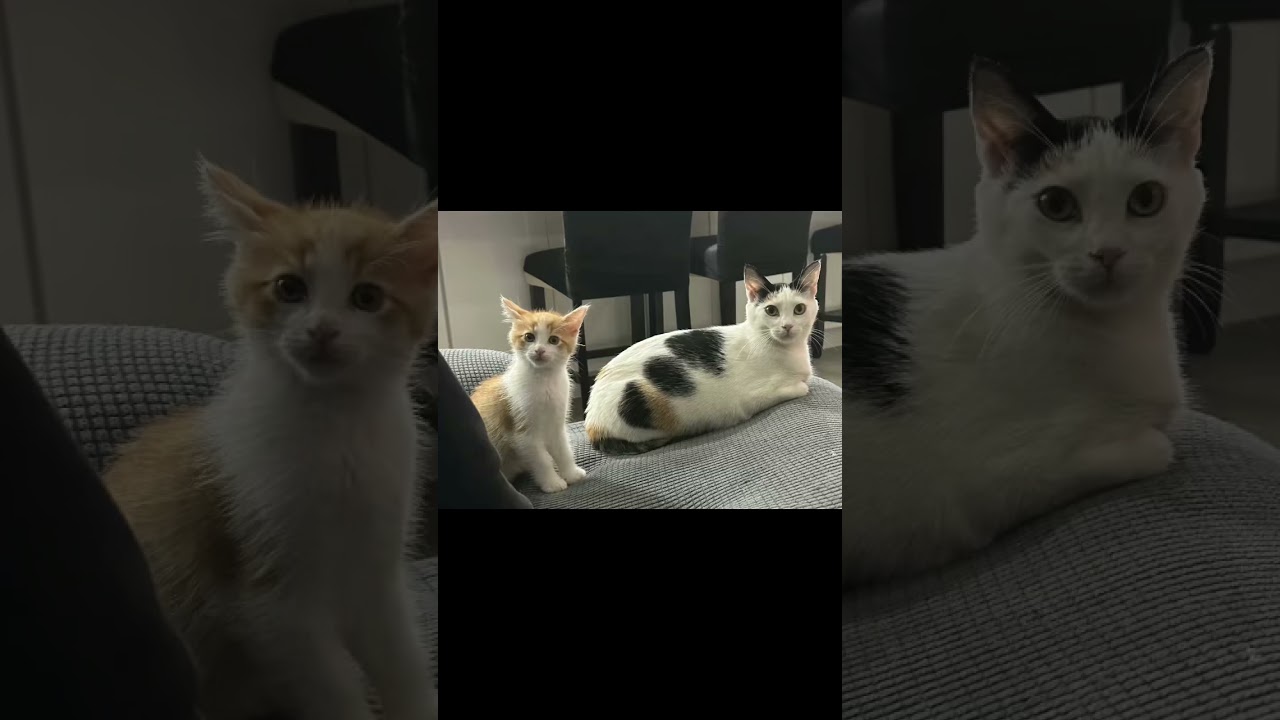 Norman, a Adoptable Domestic Short Hair in HUNTINGTON BEACH, CA video 4/6