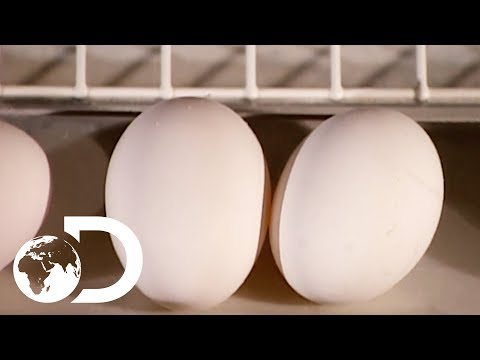 Eggs-How Its Made