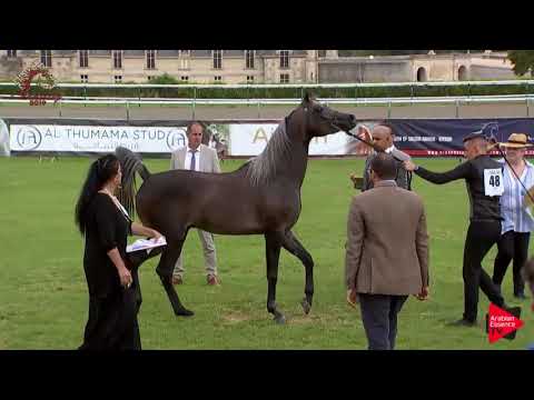 N.48 RAWANDRO - Chantilly 2019 AHO World Cup - 2-3 Years Old Colts (Class 7A)