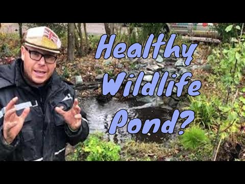 How do I keep my wildlife pond healthy