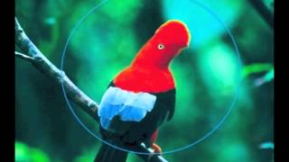 Ben Vaughn Combo - Hawaiian Shirts