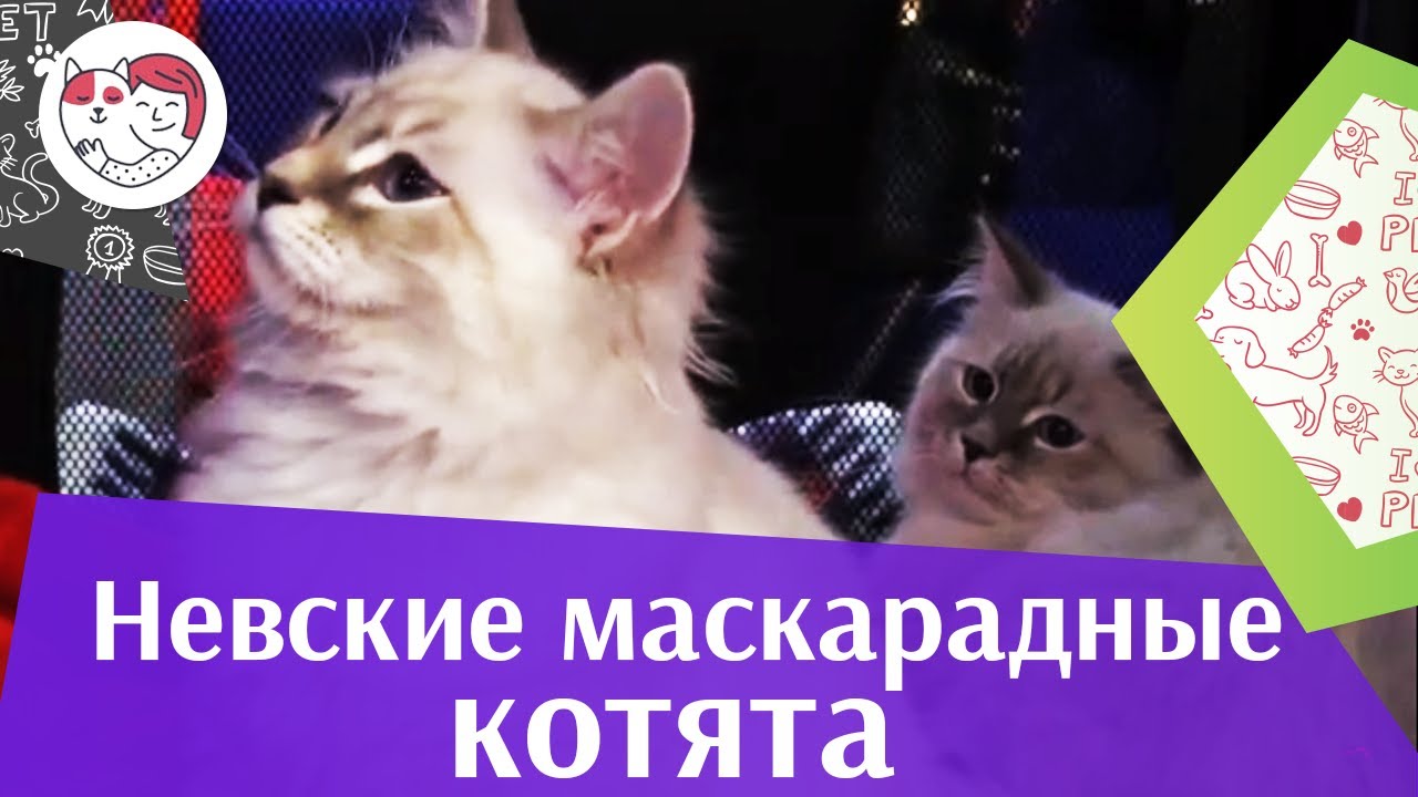 Невская маскарадная кошка котята на Кэтсбург 17 ilikepet