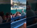 Pacific White Sided Dolphins At Sea World San Antonio