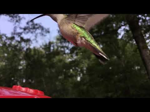 Hummingbird.