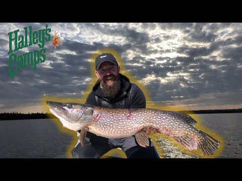 Halley's Camps - English River 2020