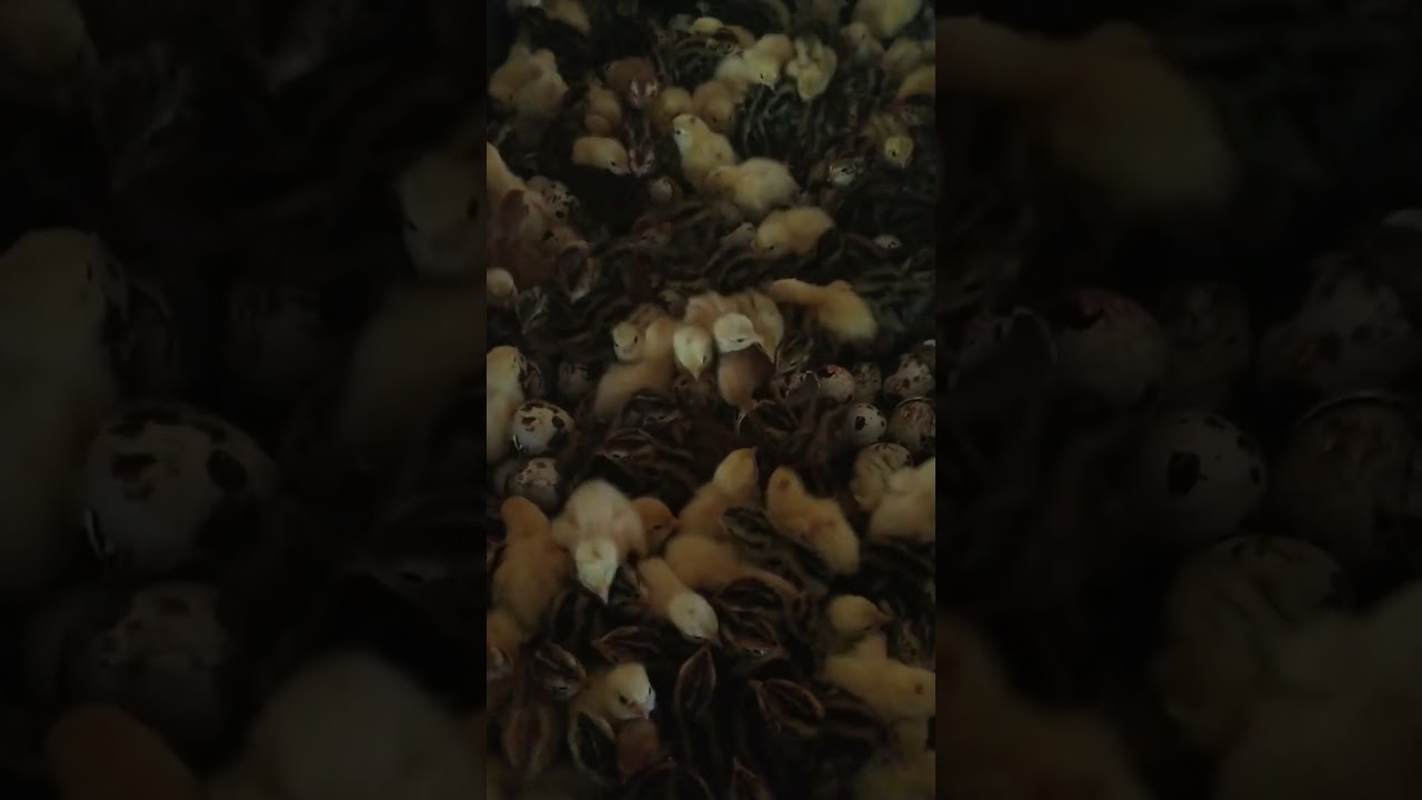 Barrett's Peckers Farm Tour