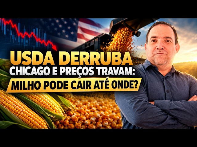 USDA Derruba Chicago e Preços Travam: Milho Pode Cair Até Onde?