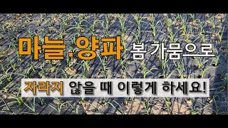 마늘 양파 추위와 봄 가뭄으로 자라지 않을 때 이렇게 하세요. #주말농장 도시 텃밭 마늘 양파 가꾸기.