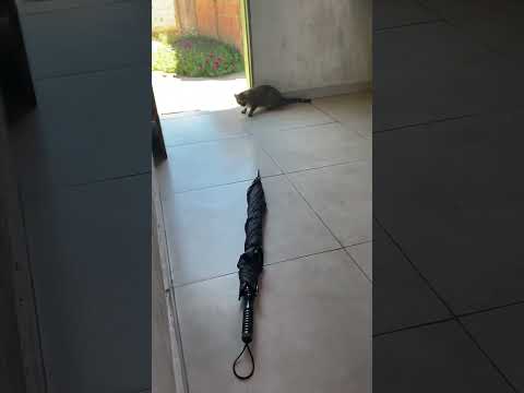 Cat jumps in surprise during playful prank in José Gonçalves de Minas, Brazil
