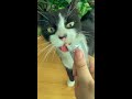 Cute Tuxedo Cat Eating Treats