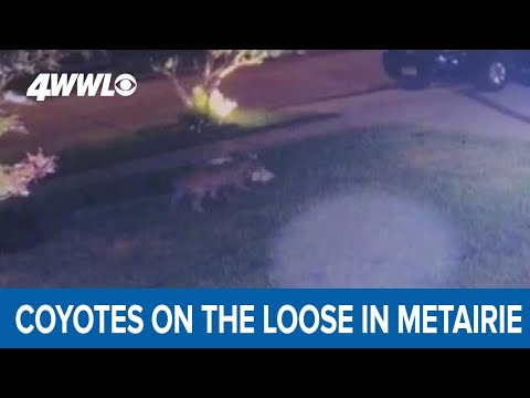 Coyotes caught on camera in Metairie killing cats and ducks