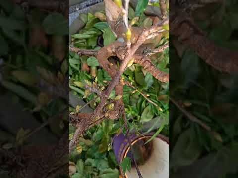 tháng 11caymaimien. Bắc cần chú ý