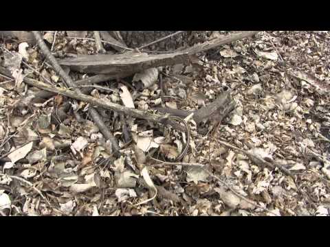 Common Garter Snake mating ball part 2