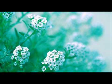 Giuseppe Torelli: Op. 6 n. 3 - Concerto musicale a quattro for strings & b.c. in B minor