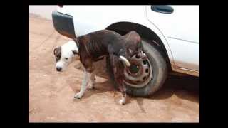 Scott Walker - The Girls and the Dogs