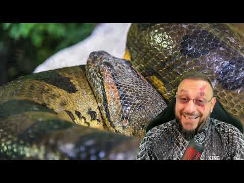 Acharam Sucuri que mordeu garoto de 8 anos em Uberlândia, Minas Gerais