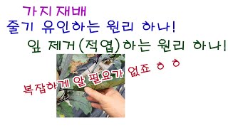 가지재배 줄기 유인하는 방법, 잎 적엽, 즉 잎 따는 방법 쉽게 알기 (가지 줄기유인 원리, 적엽 원리, 쉽…