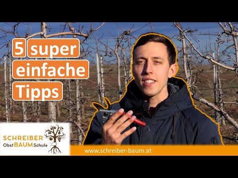 So ist der Schnitt viel einfacher 5 Tipps für den Obstbaumschnitt