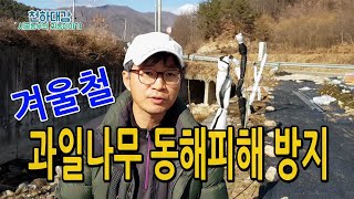 과일나무 겨울철 동해피해방지 보온재 감싸주기 작업 감나무 포도나무 겨울나기 볏짚 헌옷