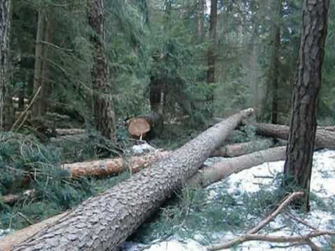 Holzeinschlag Kiefer