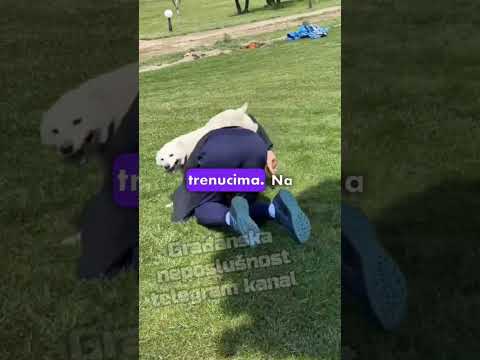 Bezuslovna ljubav: Đoković uživa u igri sa svojim četvoronožnim prijateljima. #shorts