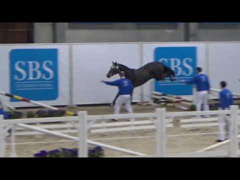 CASCALLO DS 3yh stallion approuved Sbs Cascadello X Cassini