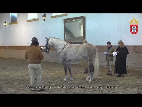 230128 5 Obcecado da Fareja - Aprovação de Garanhões