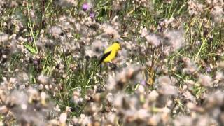 American Goldfinch