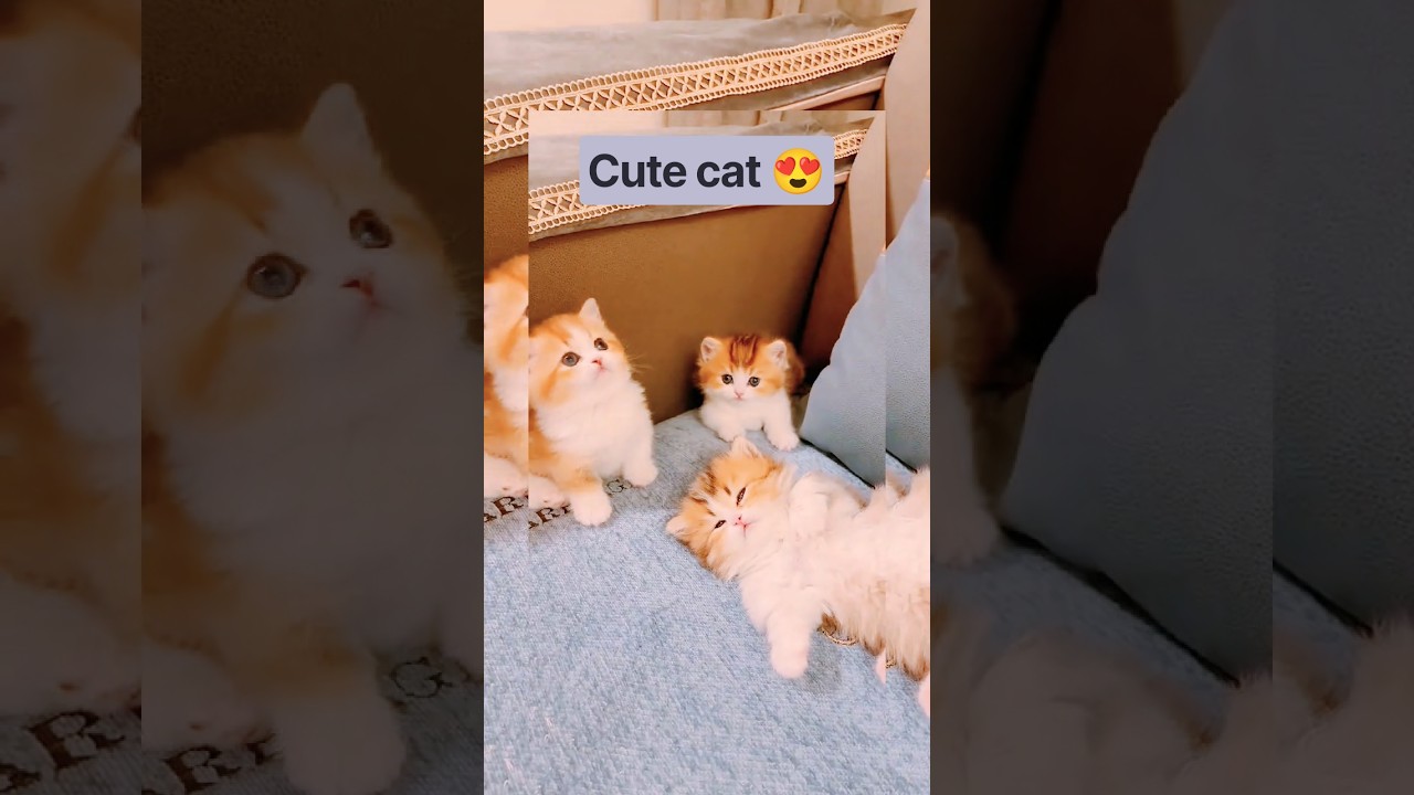 How to tell if your cat is secretly a genius?