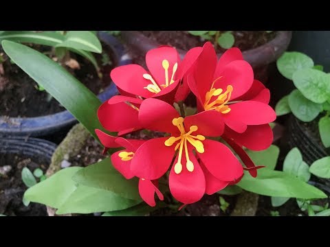 ABC TV | How To Make Easy Clivia Paper Flower | Flower Die Cuts - Craft Tutorial