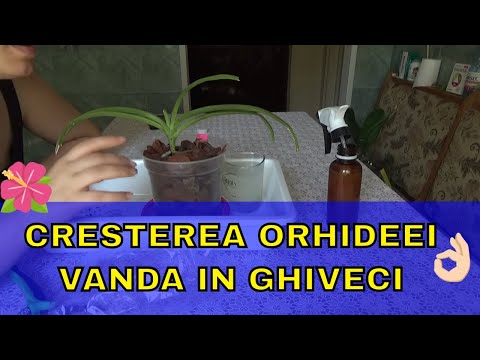 , title : 'Ingrijire Orhidee Vanda - plantarea orhideei vanda in ghiveci cu scoarta'