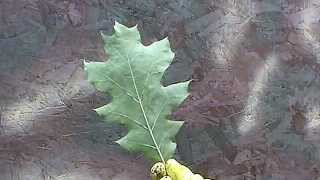 How to Camouflage a Deer Stand