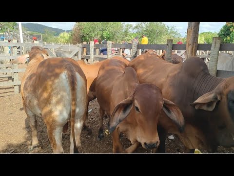 Feira do Gado de Rompe Gibão em Estrela de Alagoas. AL. 18/01/2026