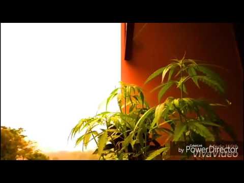 Carbon Based Lifeforms tribute