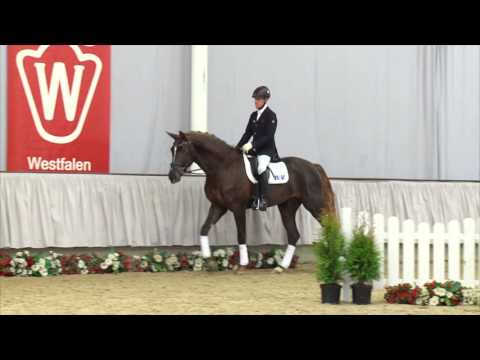 28 V-Plus  Hengst v.Vitalis - Fürst Piccolo