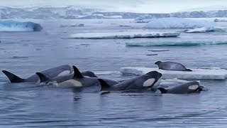 Killer Whales Working Together to Hunt Seals on Ice | BBC Earth