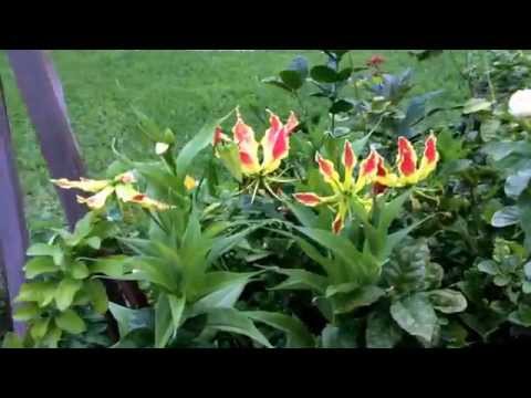 download lagu mp3 mp4 Gloriosa Superba Tree, download lagu Gloriosa Superba Tree gratis, unduh video klip Gloriosa Superba Tree