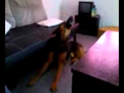 Ce chien n'aime pas perdre à motus