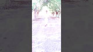 pashto new songs Shafarooq da kaliy injona da se wya