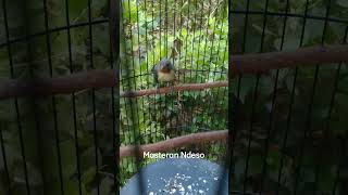 Download lagu Pancingan kolibri wulung betina #kolibriwulunggacor #kowul #masteranburung #kolibriwulung mp3