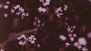 Les Voyages de l'Âme (Alcest cover)