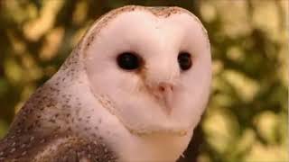 Do The Owl (TV Series 5)