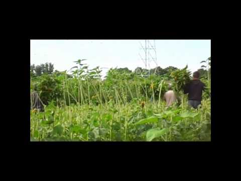 zonnebloemen oogsten in Halsteren