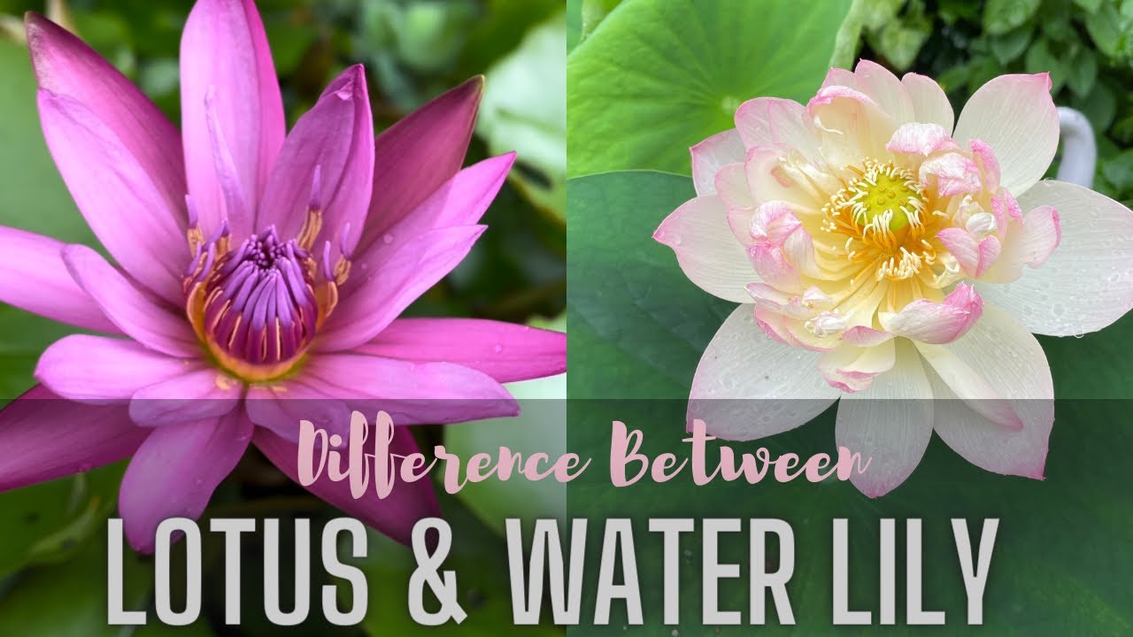What is the difference between Lily and Lotus? Zandex