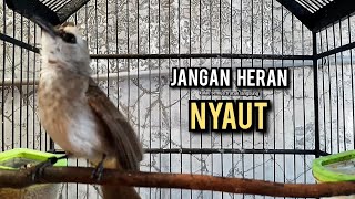 Download lagu trucukan gacor ROPEL PANJANG buat pancingan trucukan agar bunyi JADIKAN burung trucuk gacor EMOSI mp3