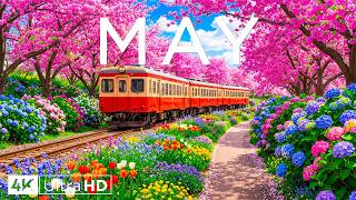 Peak Spring 2026 4K 🌸 Stunning Flower Fields, Cherry Blossoms & Scenic Nature Views