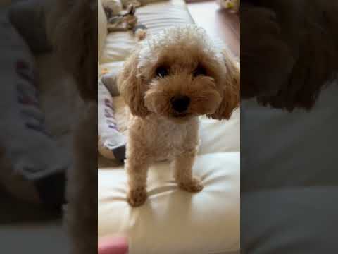 経営学科 飼い主のソファを占拠するトイプードル9ヶ月 #toypoodle #トイプードル