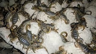They Sold It For $40 Million Dollars-Amazing Scorpion Farming Technology-Scorpion Venom Harvesting