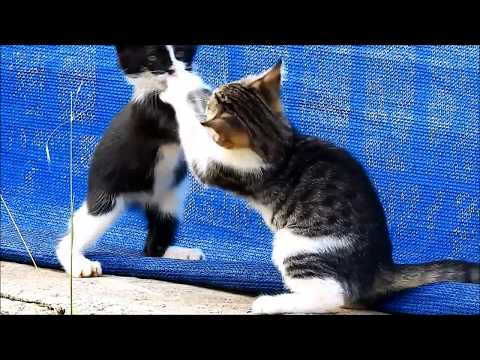 cat fights