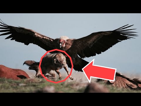 Ja sa e fuqishme është ‘Shqiponja’